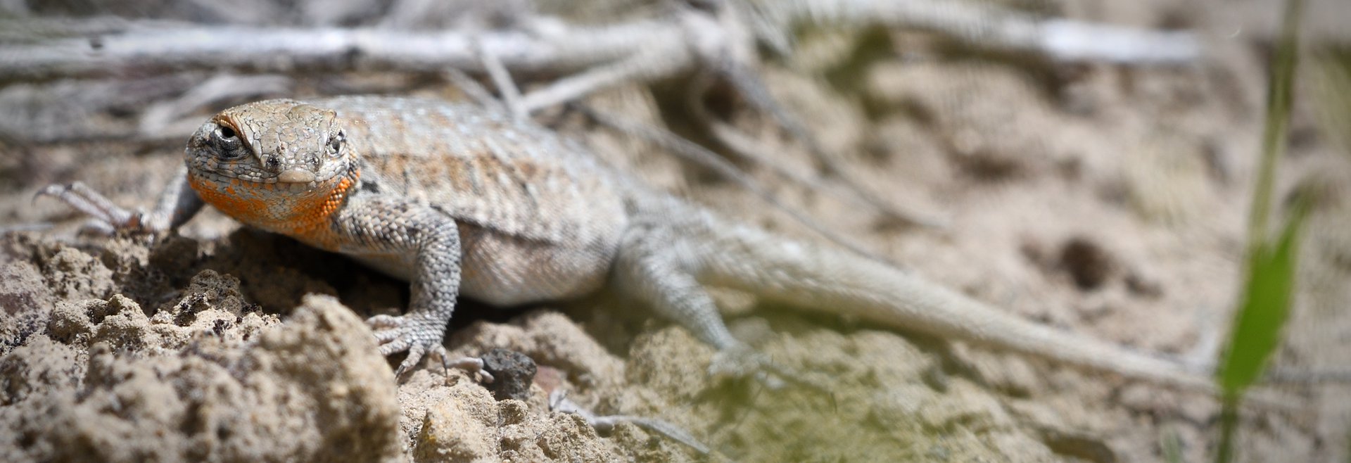 Common Side-blotched Lizard